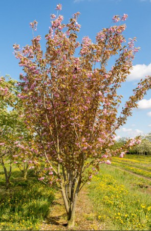 Prunus serrulata 'Kanzan', sakura 'Kanzan', vícekmen, 175-200